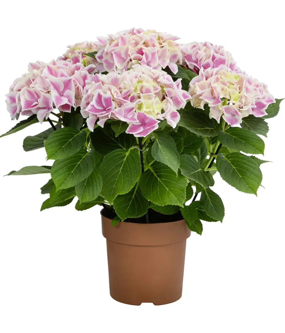 Hortensie - Hydrangea macrophylla 'Candy Heart'