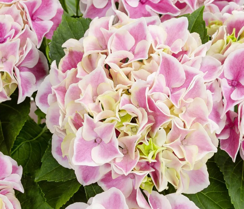 Hortensie - Hydrangea macrophylla 'Candy Heart'