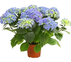 Hortensie - Hydrangea macrophylla