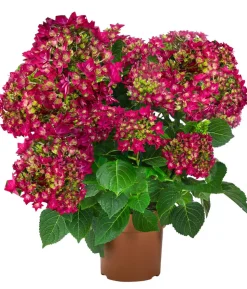 Hortensie - Hydrangea macrophylla 'Francy Lila'