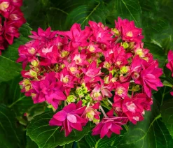 Hortensie - Hydrangea macrophylla 'Francy Lila'