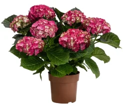 Hortensie - Hydrangea macrophylla 'Baladia Hot Pink'