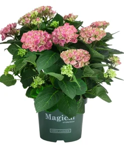 Hortensie 'Magical Evolution'