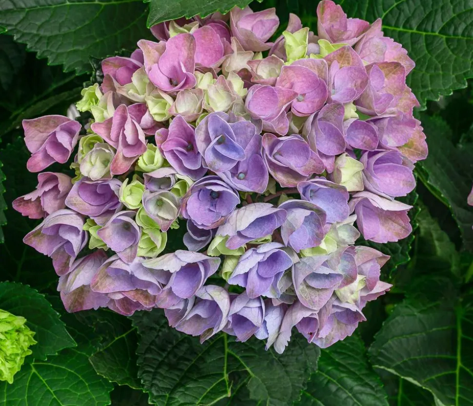 Hortensie 'Magical Evolution'