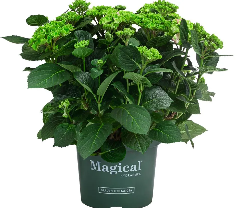 Hortensie 'Magical Jewel'