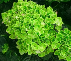 Hortensie 'Magical Jewel'