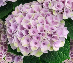 Hortensie 'Magical Revolution'