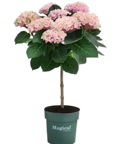 Hortensie 'Magical Revolution'