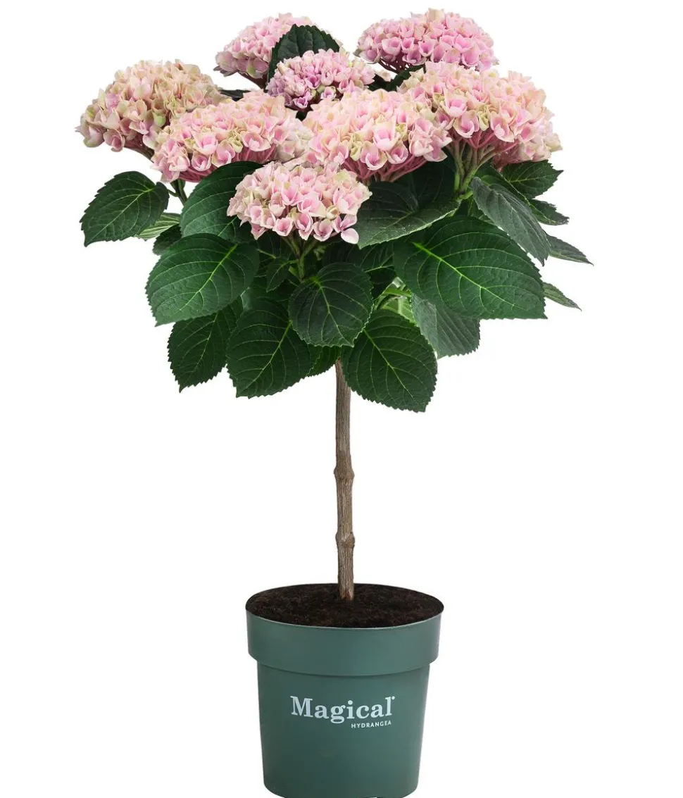 Hortensie 'Magical Revolution'