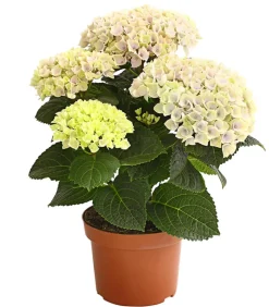 Hortensie 'Magical', verschiedene Farben