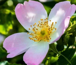 Hunds-Rose