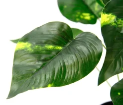 I.GE.A. Kunstpflanze Pothos im Wasserhyazinthentopf, ca. H40 cm