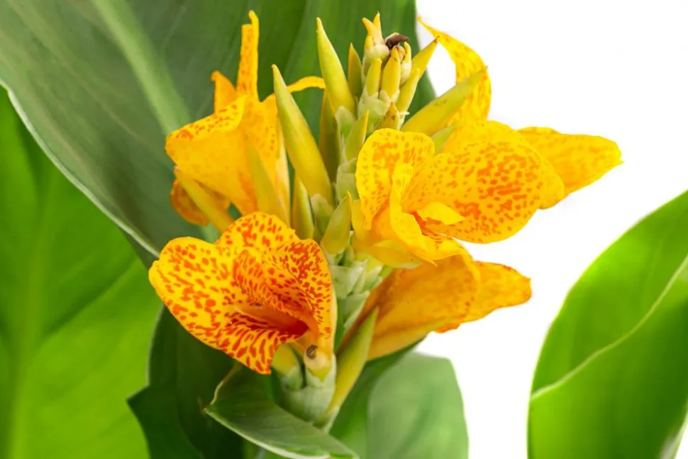 Indisches Blumenrohr