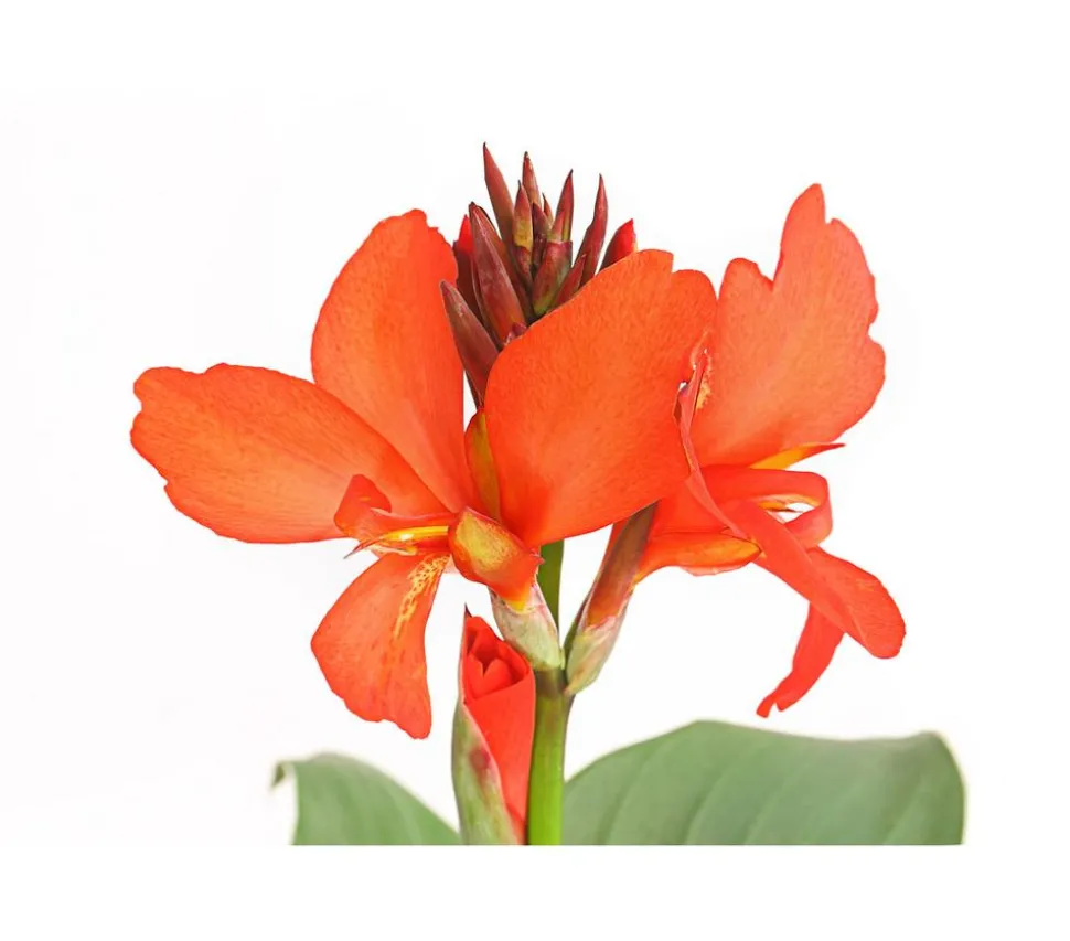 Indisches Blumenrohr, verschiedene Sorten
