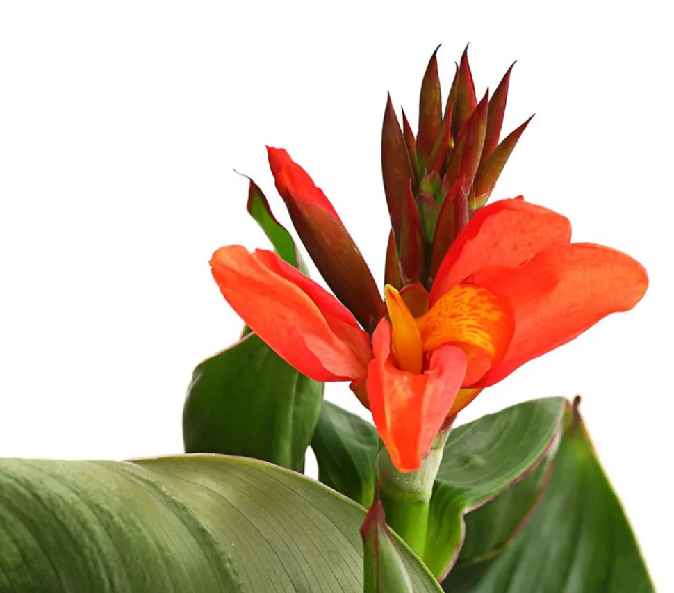 Indisches Blumenrohr, verschiedene Sorten