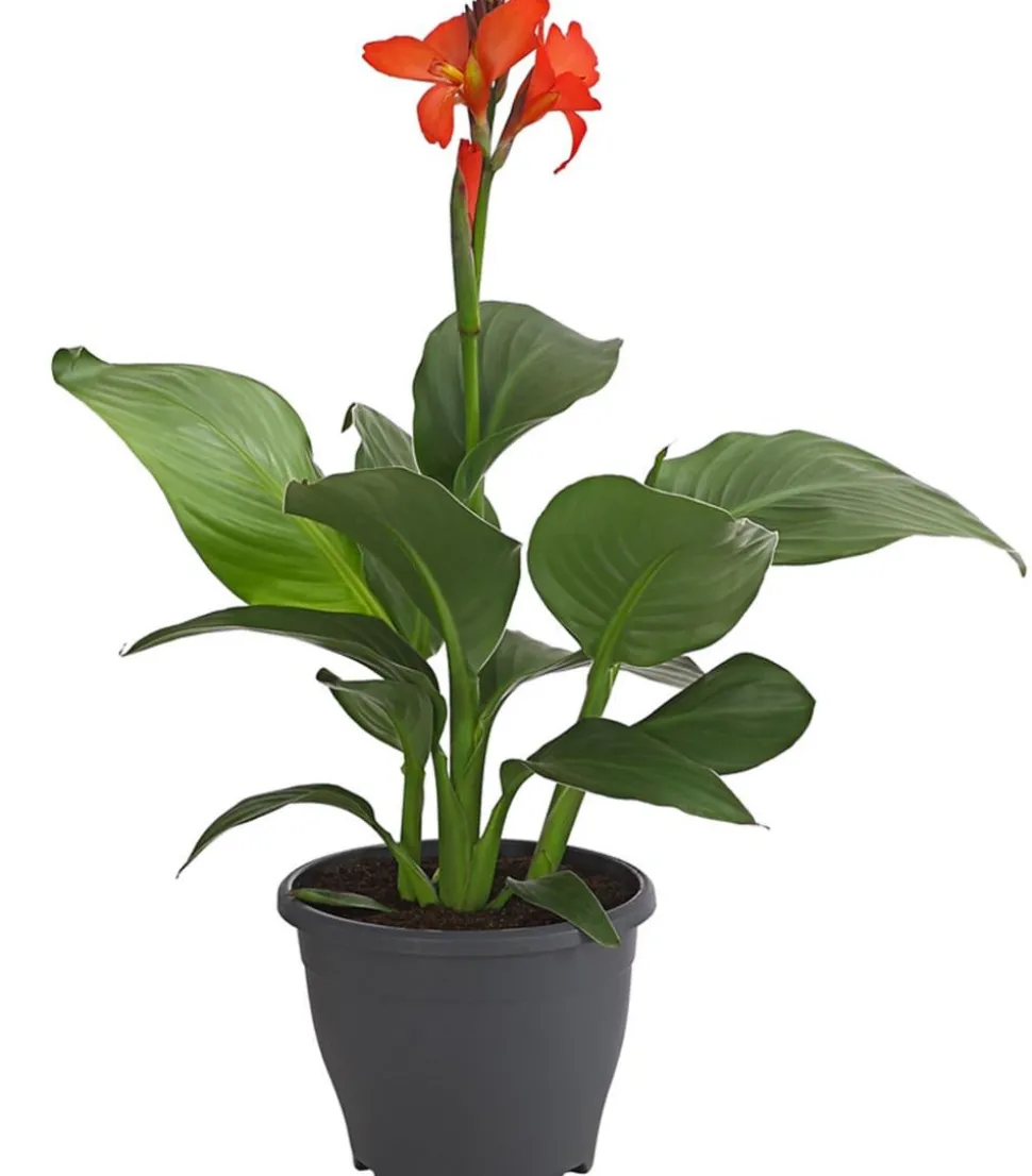 Indisches Blumenrohr, verschiedene Sorten