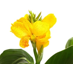 Indisches Blumenrohr, verschiedene Sorten