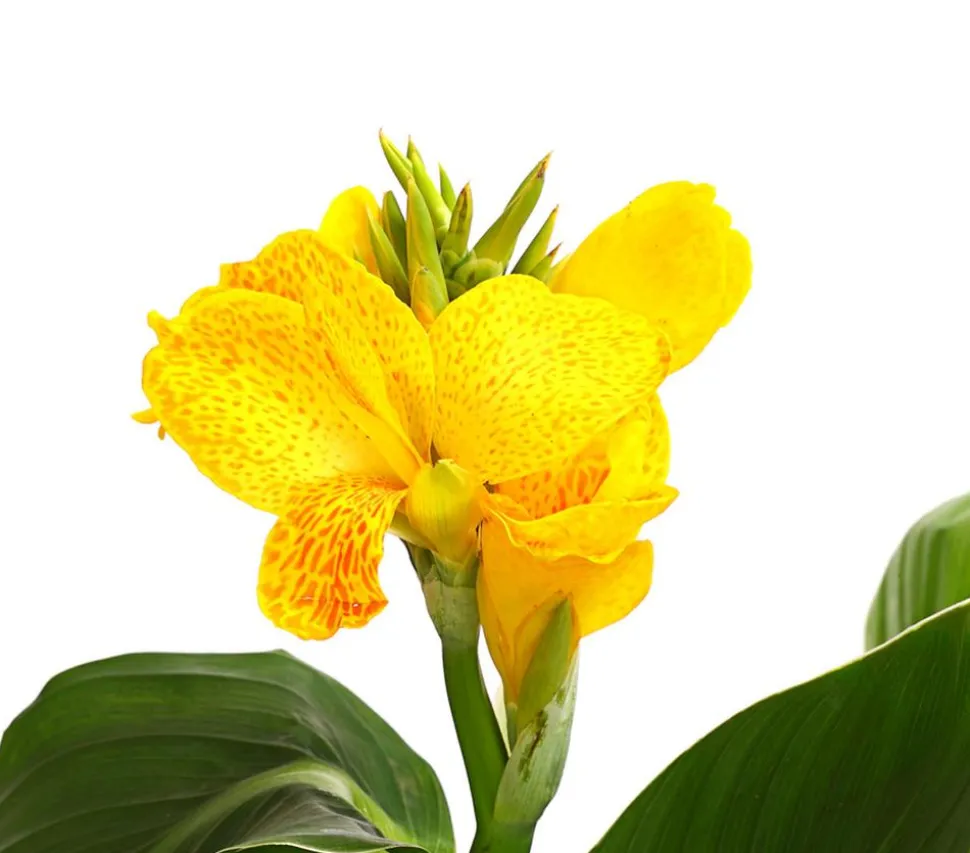 Indisches Blumenrohr, verschiedene Sorten