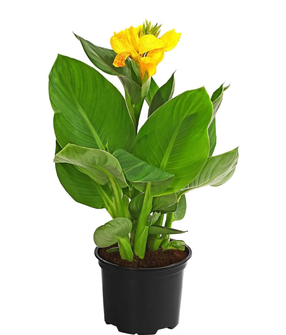 Indisches Blumenrohr, verschiedene Sorten