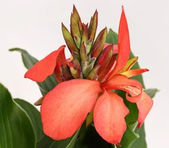 Indisches Blumenrohr, verschiedene Sorten