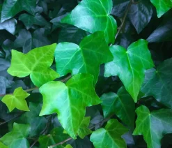 Irischer Efeu