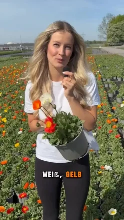 Island-Mohn