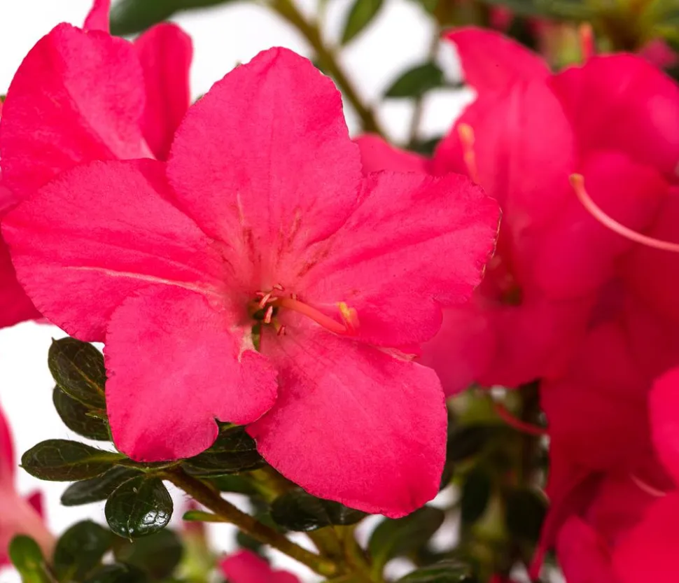 Japanische Azalee 'Anouk'
