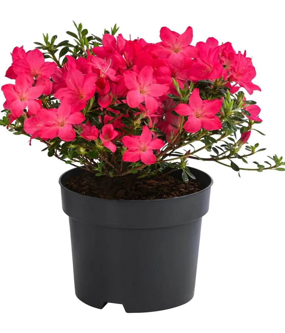 Japanische Azalee 'Anouk'