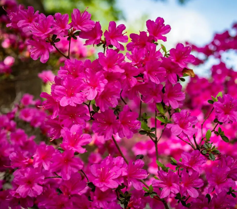 Japanische Azalee 'Anouk'