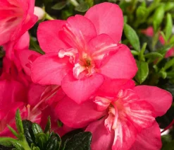 Japanische Azalee 'Anouk'