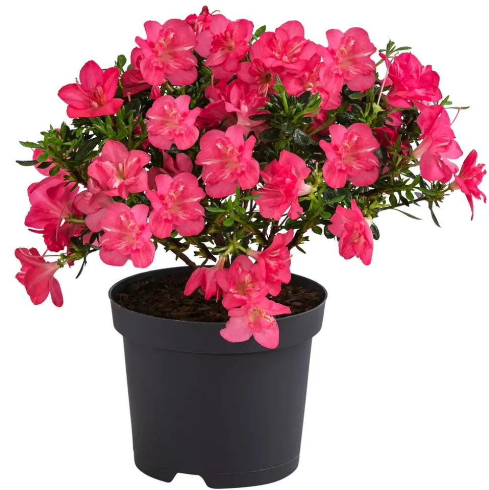 Japanische Azalee 'Anouk'