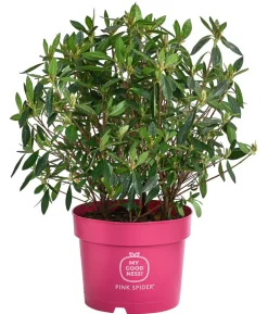 Japanische Azalee 'Pink Spider®'