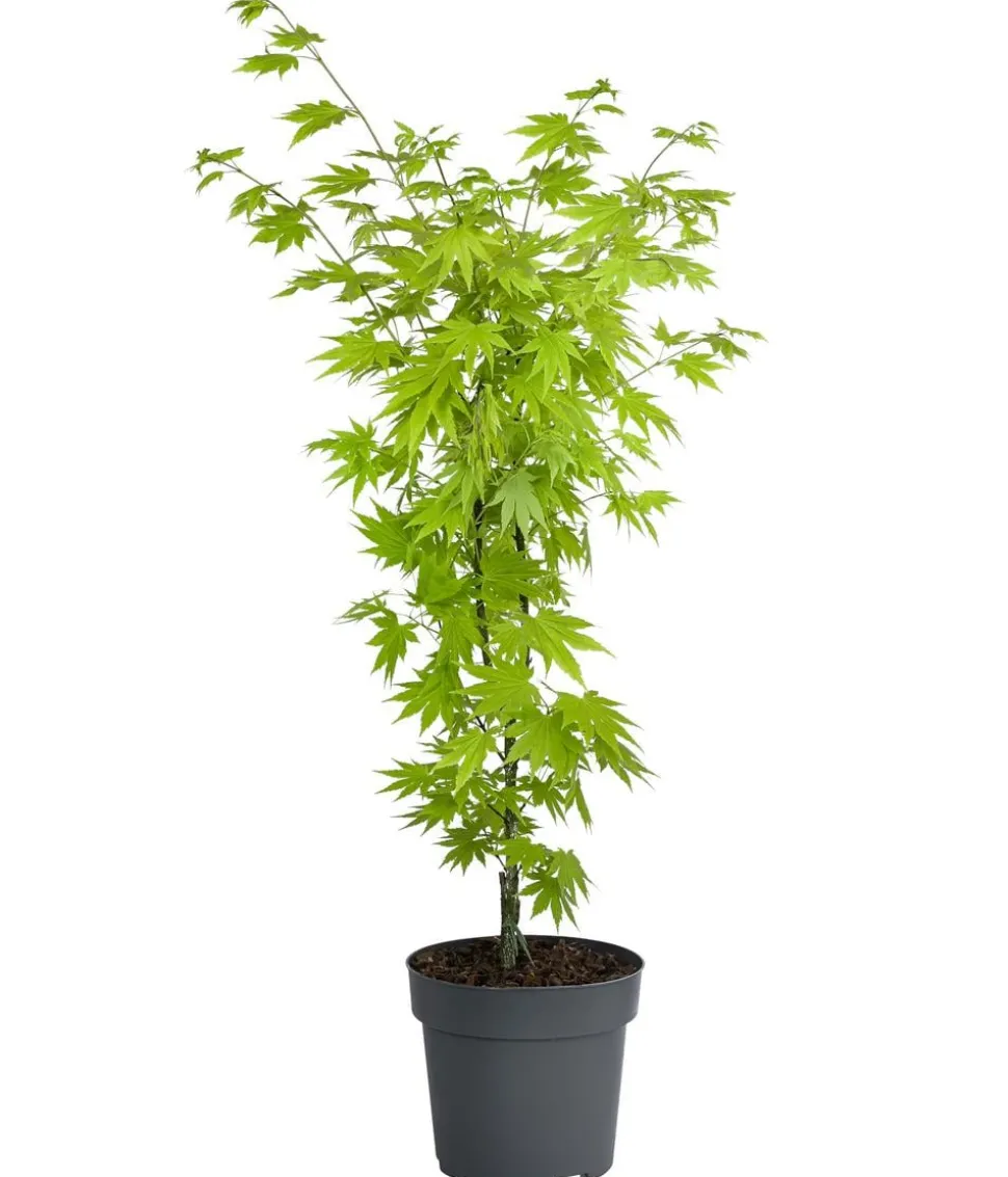 Japanischer Goldahorn 'Jordan'