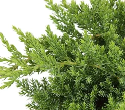 Japanischer Kriech-Wacholder 'Nana'