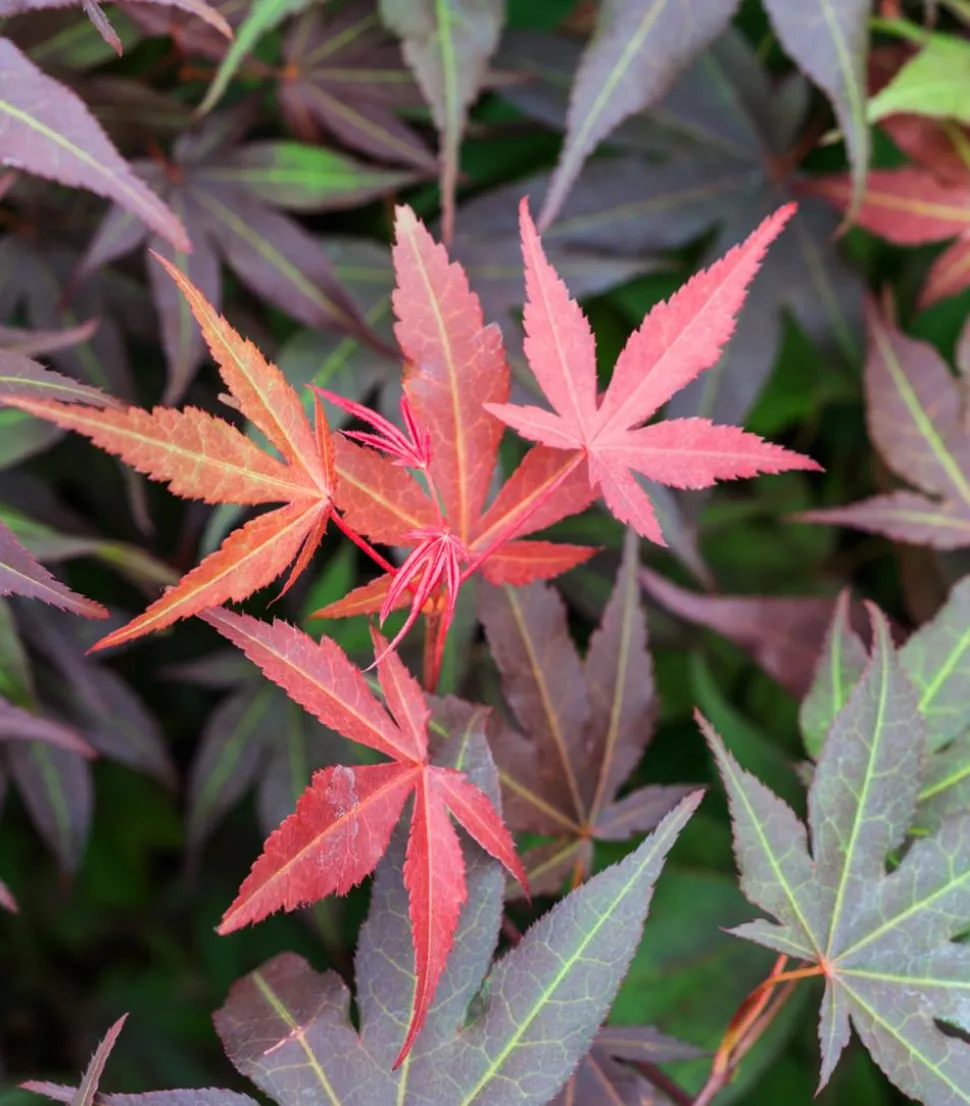 Japanischer Fächerahorn 'Atropurpureum'