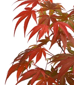 Japanischer Fächerahorn 'Atropurpureum'