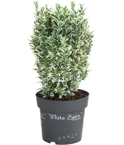 Japanischer Spindelstrauch 'White Spire'