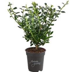 Japanische Stechpalme 'Jenny'