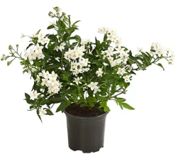 Jasminblütiger Nachtschatten