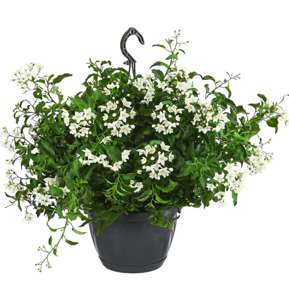 Jasminblütiger Nachtschatten, Ampel