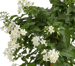 Jasminblütiger Nachtschatten, Säule