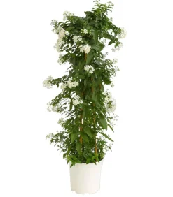 Jasminblütiger Nachtschatten, Säule