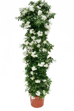 Jasminblütiger Nachtschatten, Säule