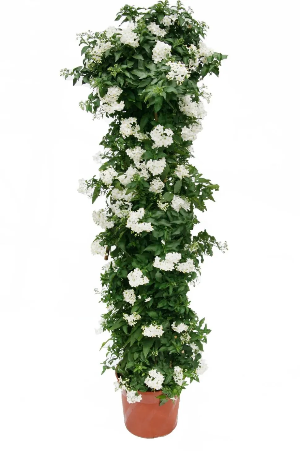 Jasminblütiger Nachtschatten, Säule