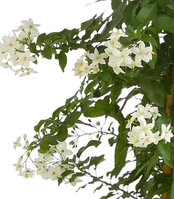 Jasminblütiger Nachtschatten, Säule