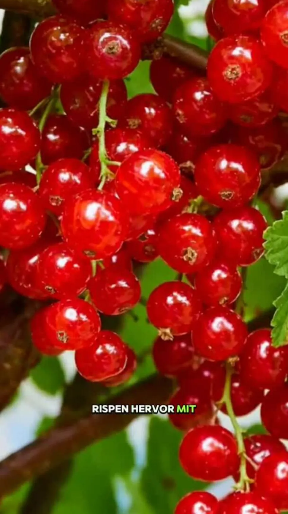 Johannisbeere 'Jonkheer van Tets'
