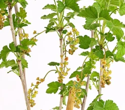 Johannisbeere 'Jonkheer van Tets'
