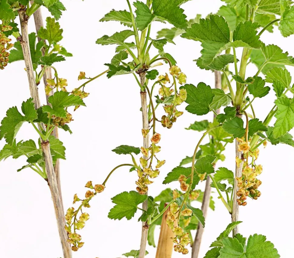 Johannisbeere 'Jonkheer van Tets'