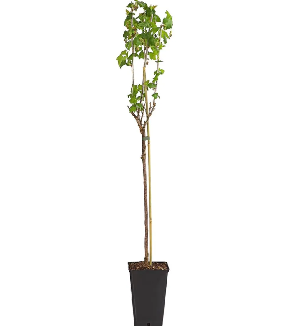 Johannisbeere 'Schwarze Perle'
