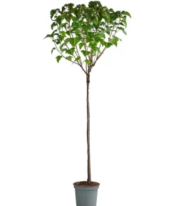 Johannisbeere 'Titania'